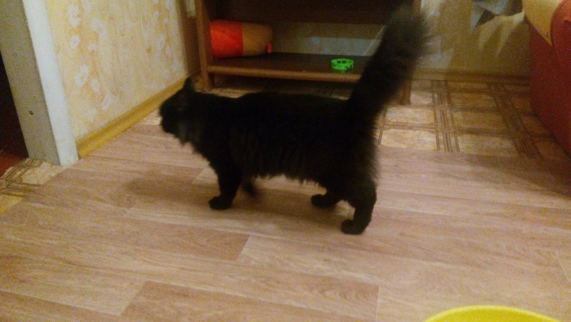 Поговорим о кошках43