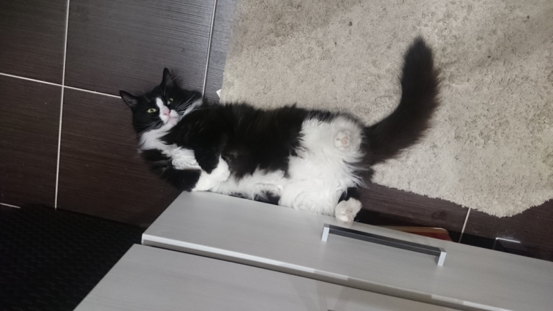 Поговорим о кошках43