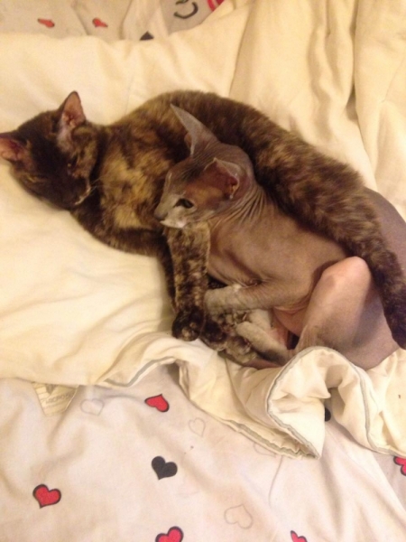 Поговорим о кошках43