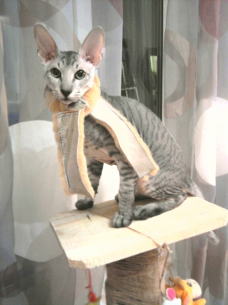 Поговорим о кошках43