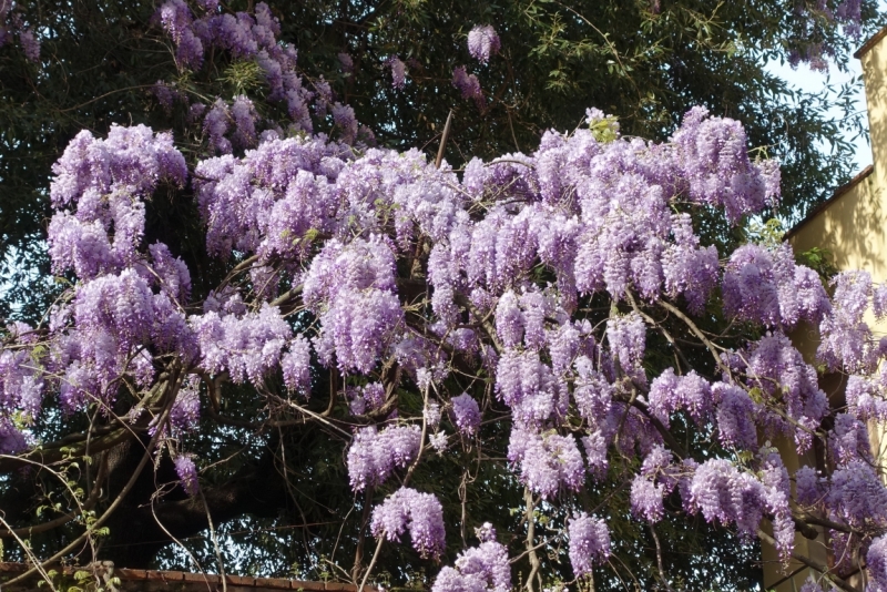 Любимые сады и парки Англии