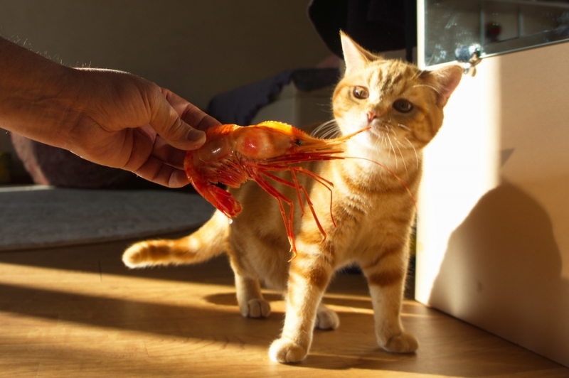 Поговорим о кошках43