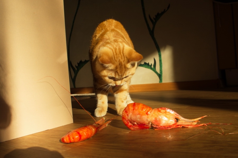 Поговорим о кошках43