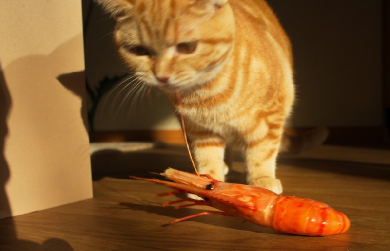 Поговорим о кошках43