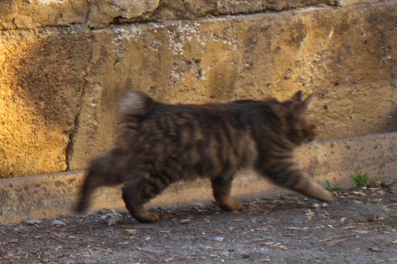 Поговорим о кошках43