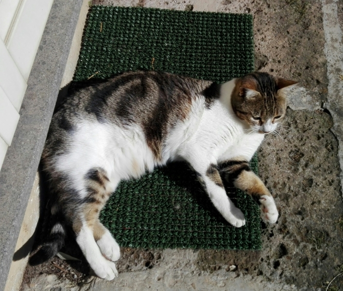 Поговорим о кошках43