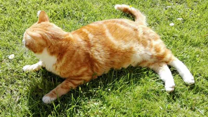 Поговорим о кошках43