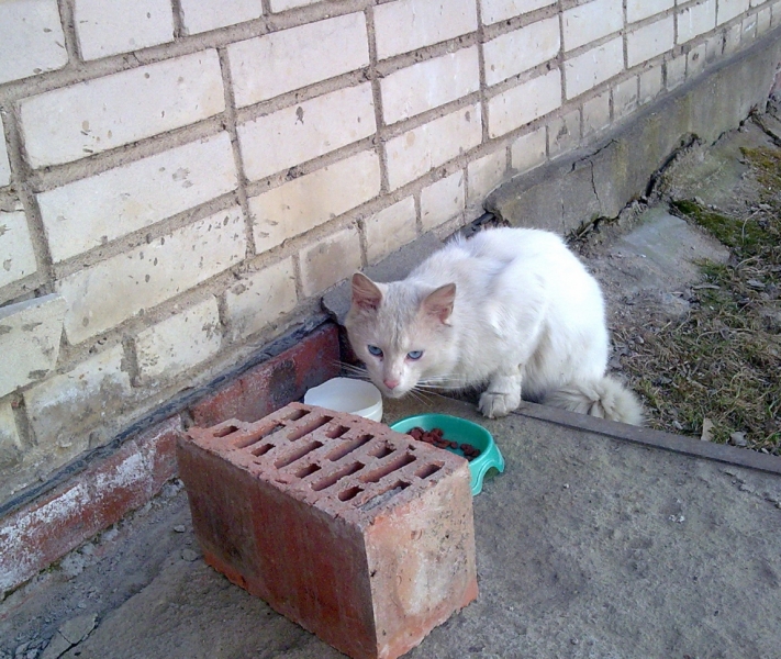 Поговорим о кошках43