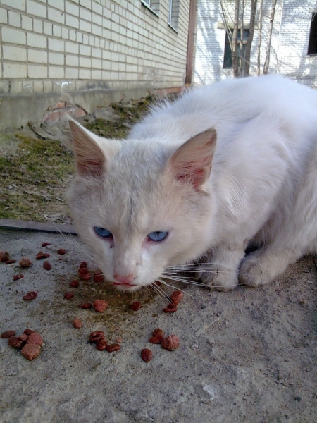 Поговорим о кошках43