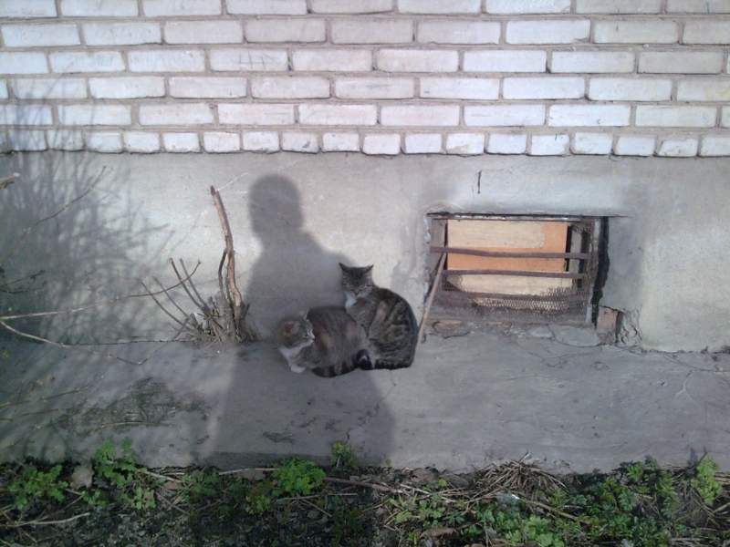 Поговорим о кошках43