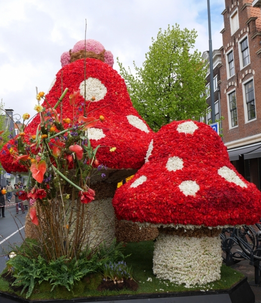 Цветочные поля и Bloemencorso 2017