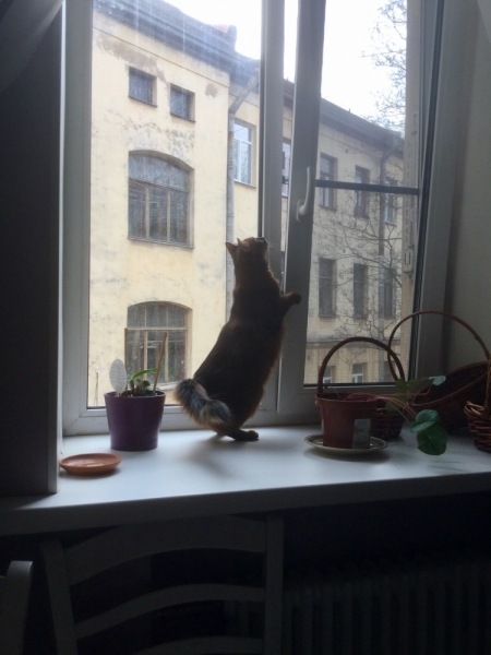 Поговорим о кошках43