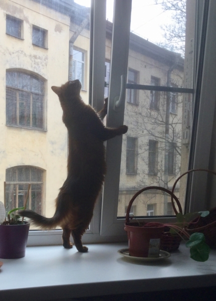 Поговорим о кошках43