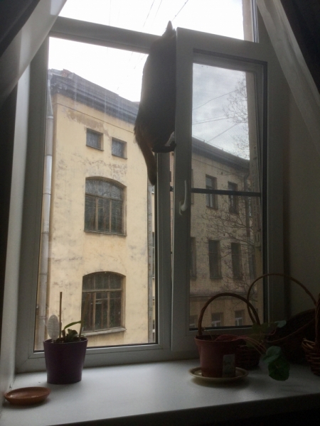 Поговорим о кошках43