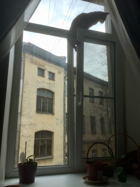 Поговорим о кошках43