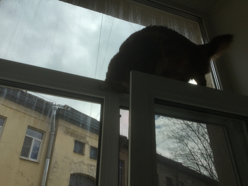 Поговорим о кошках43