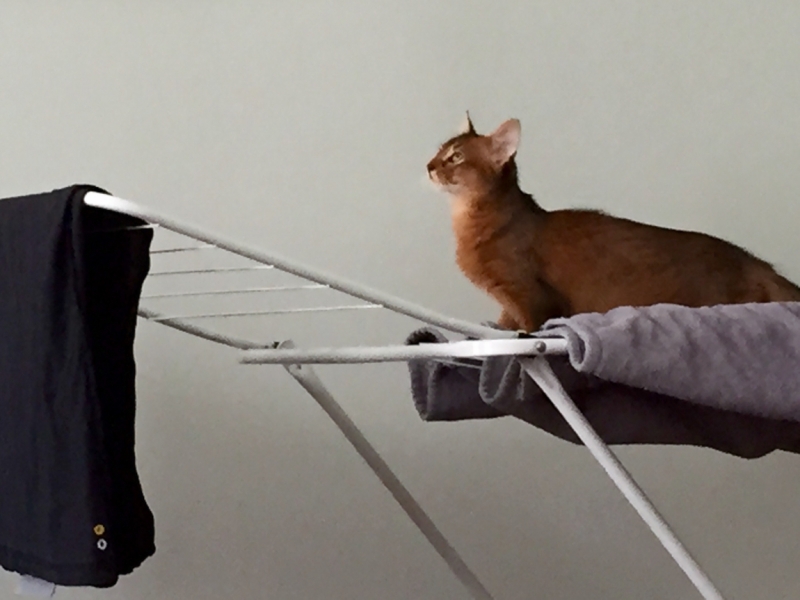 Поговорим о кошках43