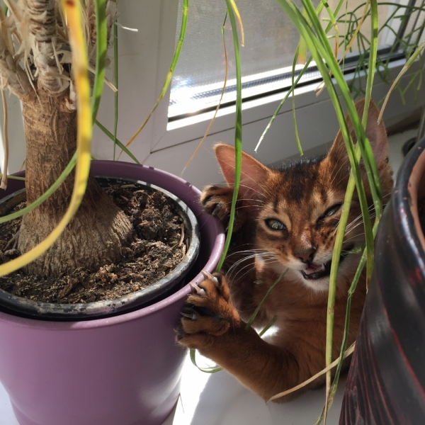 Поговорим о кошках43