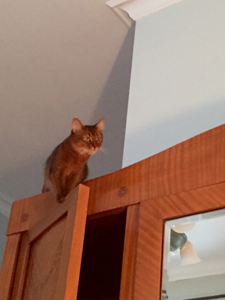 Поговорим о кошках43