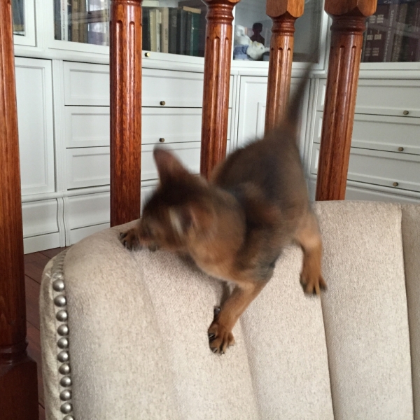 Поговорим о кошках43