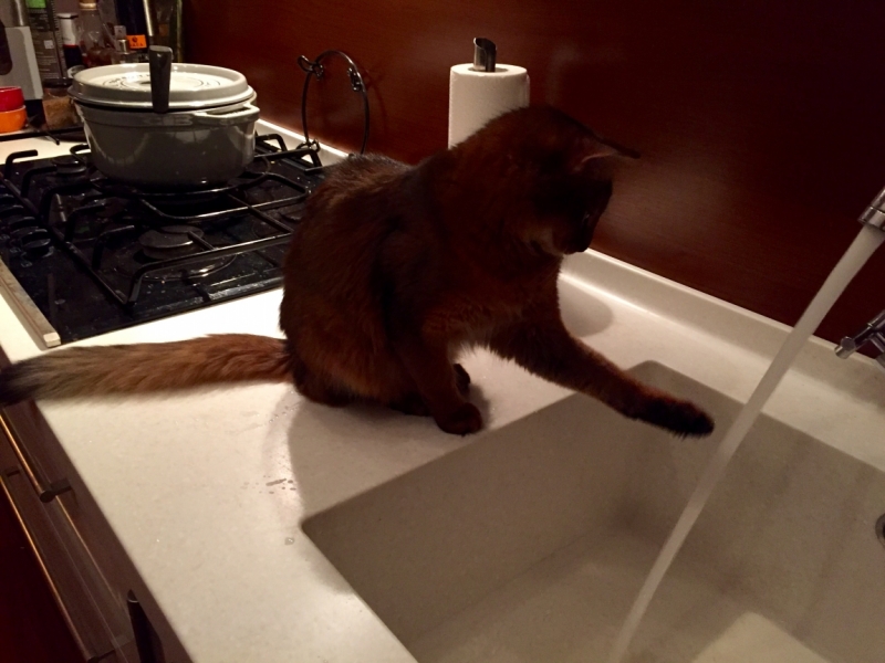 Поговорим о кошках43