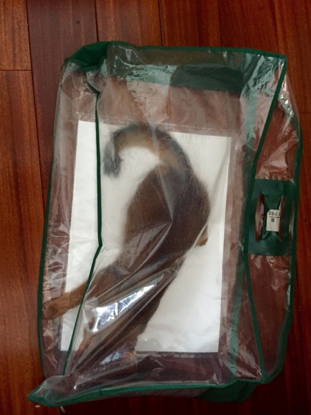 Поговорим о кошках43