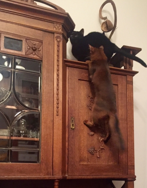 Поговорим о кошках43