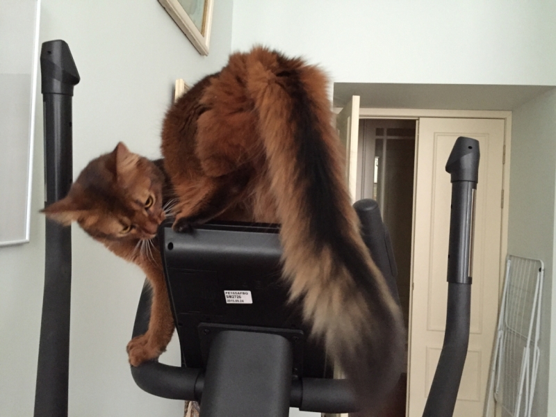 Поговорим о кошках43