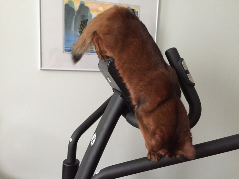 Поговорим о кошках43