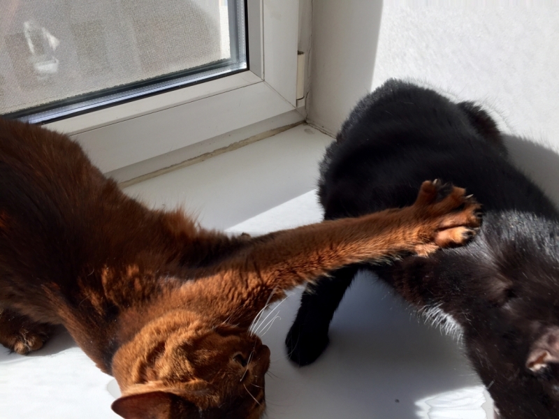 Поговорим о кошках43