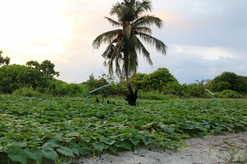 Атолл Goidhu (Гойду) и его острова Fulhadhoo (Фулхадху, Фуладу) и Goidhoo (Гойдху)