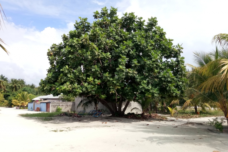 Атолл Goidhu (Гойду) и его острова Fulhadhoo (Фулхадху, Фуладу) и Goidhoo (Гойдху)