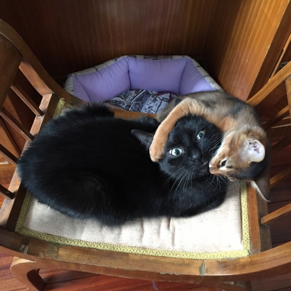 Поговорим о кошках43