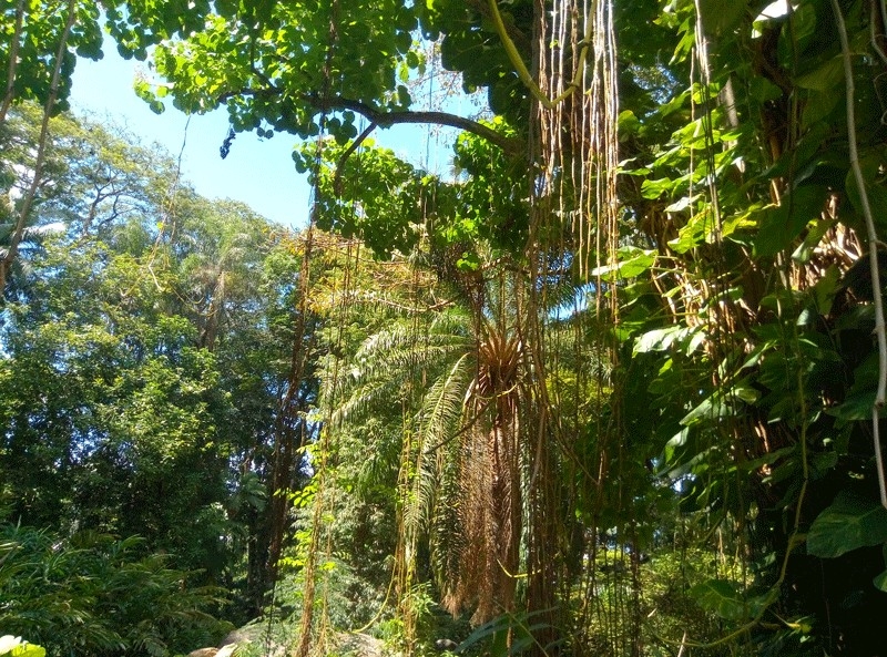 Сейшелы бюджетно март 2017