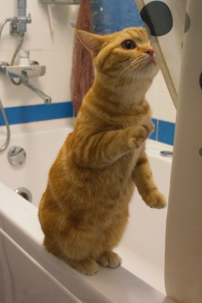 Поговорим о кошках43