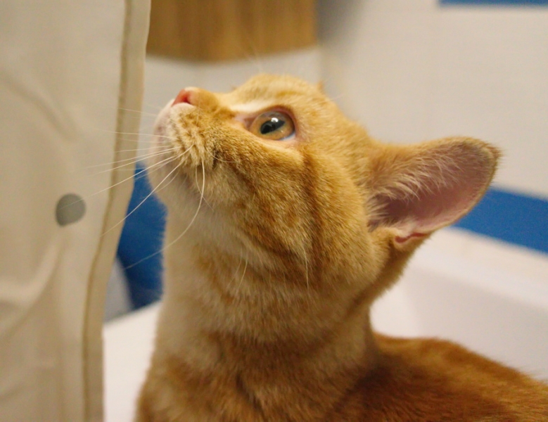 Поговорим о кошках43