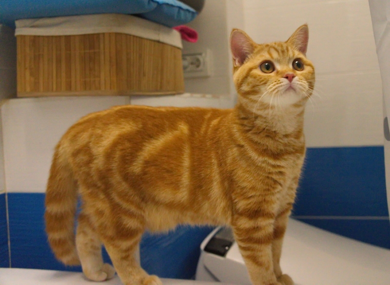 Поговорим о кошках43