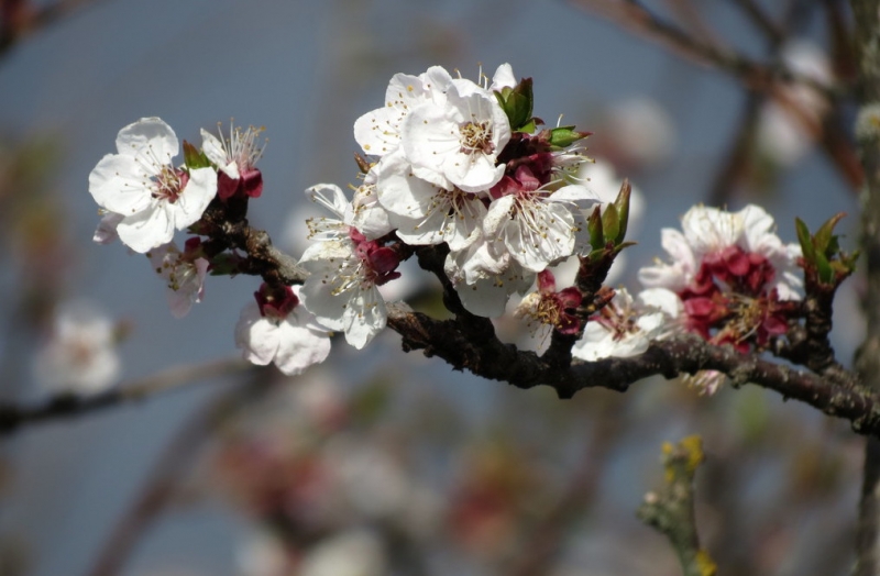 Случайная Италия. Просто погулять. Бергамо-Больцано-Брешиа, март 2017.