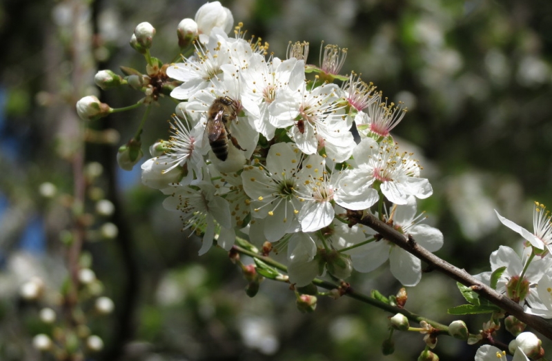 Случайная Италия. Просто погулять. Бергамо-Больцано-Брешиа, март 2017.