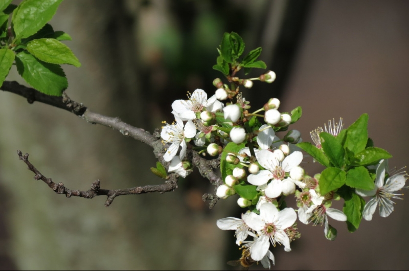 Случайная Италия. Просто погулять. Бергамо-Больцано-Брешиа, март 2017.