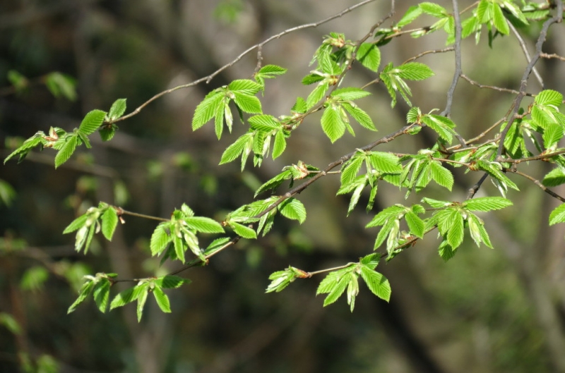 Случайная Италия. Просто погулять. Бергамо-Больцано-Брешиа, март 2017.