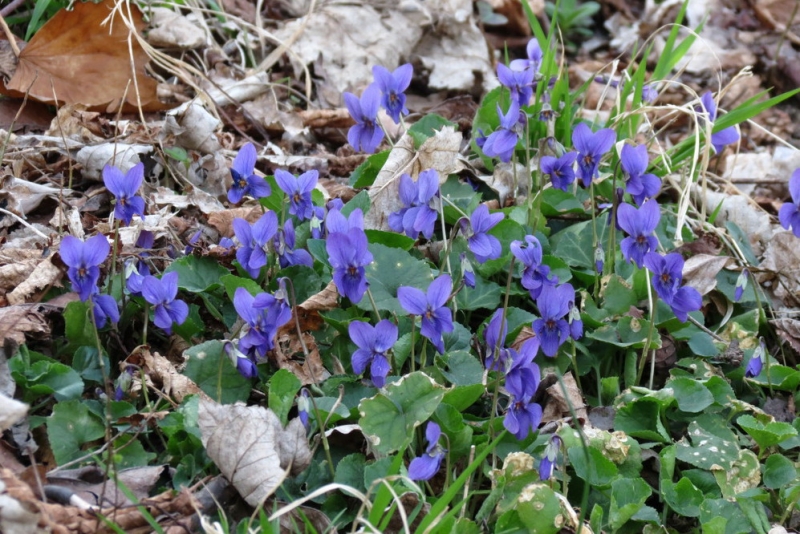 Случайная Италия. Просто погулять. Бергамо-Больцано-Брешиа, март 2017.