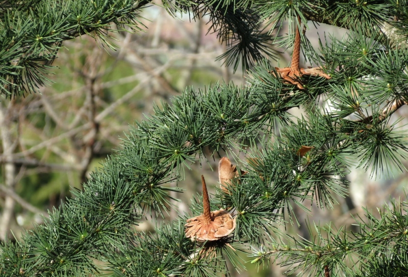 Случайная Италия. Просто погулять. Бергамо-Больцано-Брешиа, март 2017.