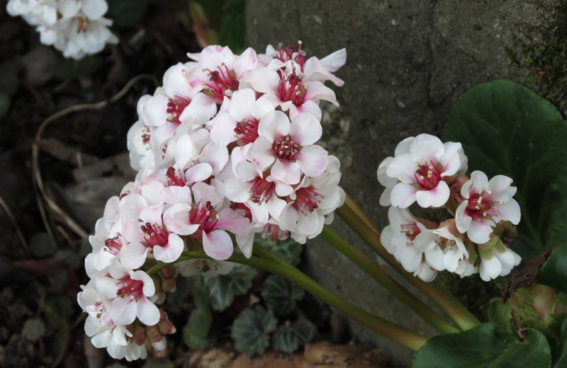 Случайная Италия. Просто погулять. Бергамо-Больцано-Брешиа, март 2017.