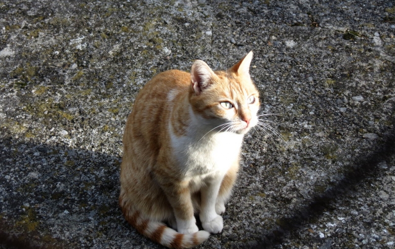 Случайная Италия. Просто погулять. Бергамо-Больцано-Брешиа, март 2017.