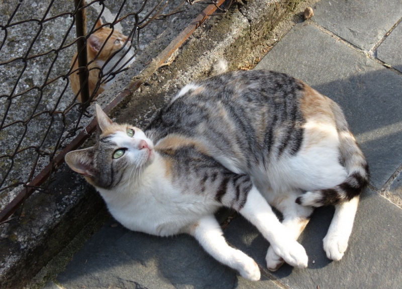 Случайная Италия. Просто погулять. Бергамо-Больцано-Брешиа, март 2017.