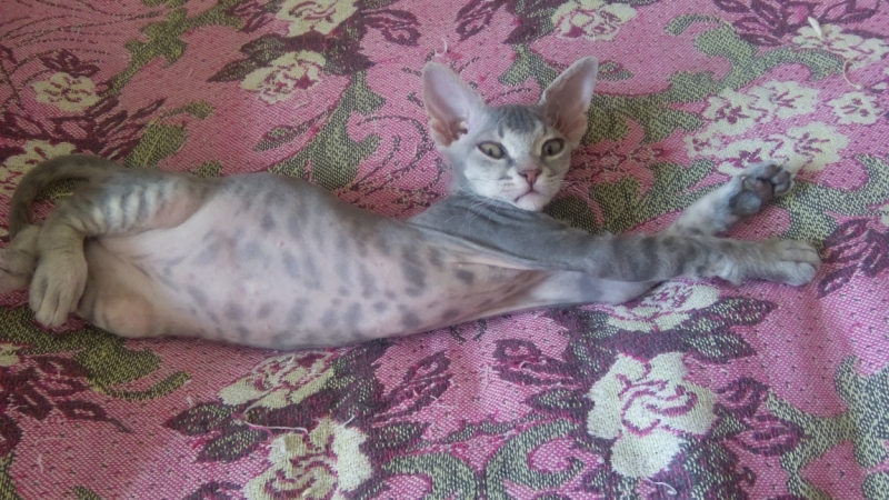 Поговорим о кошках43