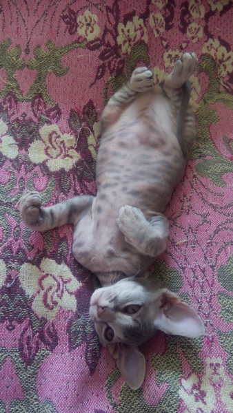 Поговорим о кошках43