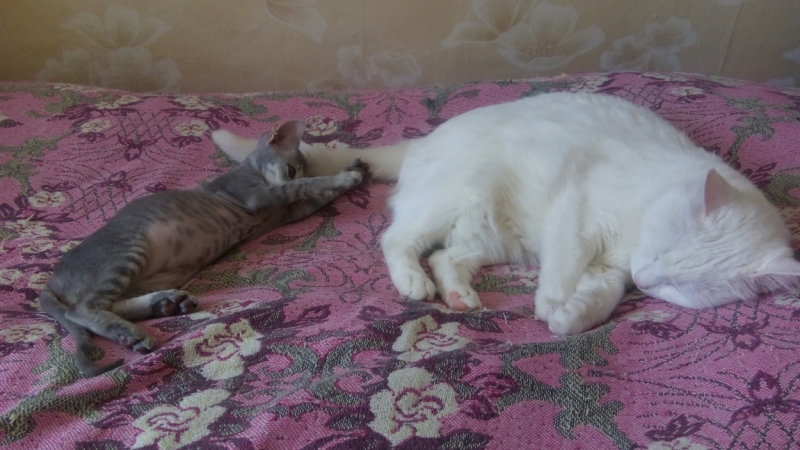 Поговорим о кошках43