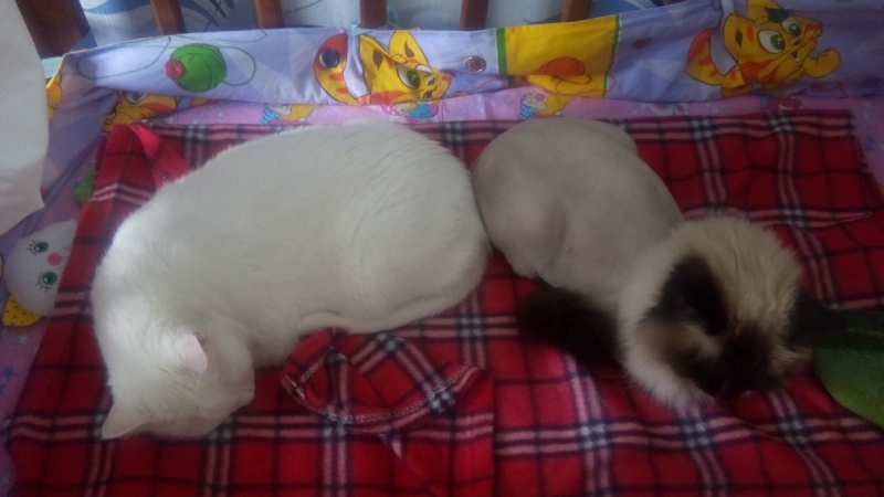 Поговорим о кошках43